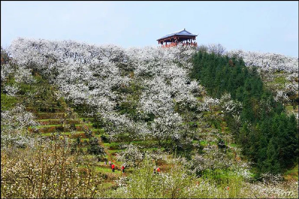 【春天，广西桂林灌阳县向您发出邀请！】我们在灌阳看梨花 - 游山玩水 - 甘孜生活社区 - 甘孜28生活网 ganzi.28life.net