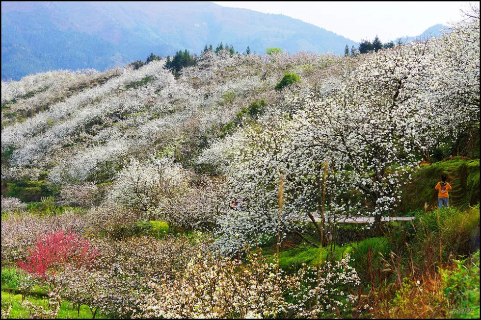 【春天，广西桂林灌阳县向您发出邀请！】我们在灌阳看梨花 - 游山玩水 - 甘孜生活社区 - 甘孜28生活网 ganzi.28life.net