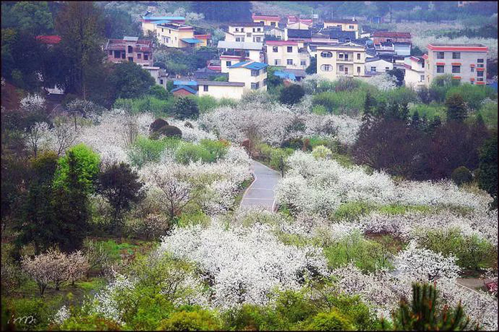 【春天，广西桂林灌阳县向您发出邀请！】我们在灌阳看梨花 - 游山玩水 - 甘孜生活社区 - 甘孜28生活网 ganzi.28life.net