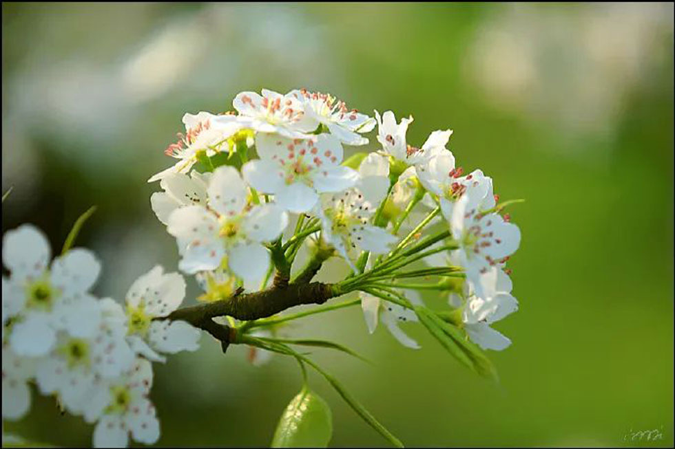 【春天，广西桂林灌阳县向您发出邀请！】我们在灌阳看梨花 - 游山玩水 - 甘孜生活社区 - 甘孜28生活网 ganzi.28life.net
