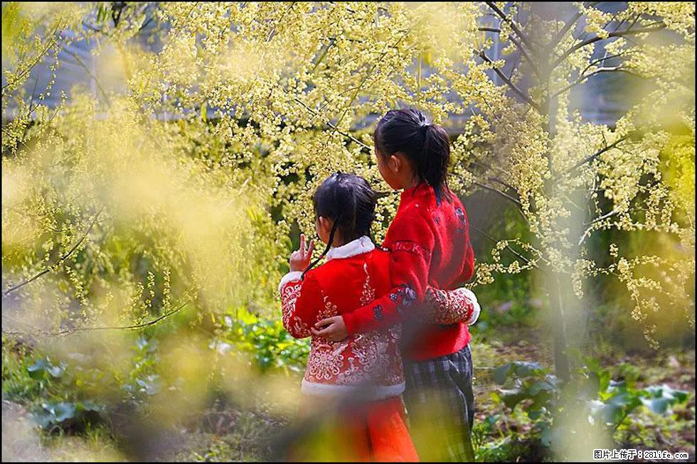 【春天，广西桂林灌阳县向您发出邀请！】米珠山前有片山苍子花在飘香 - 游山玩水 - 甘孜生活社区 - 甘孜28生活网 ganzi.28life.net