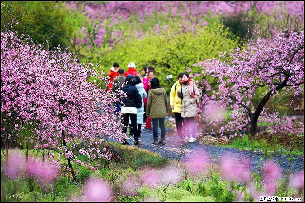 【春天，广西桂林灌阳县向您发出邀请！】官庄村有个醉美的桃花园 - 游山玩水 - 甘孜生活社区 - 甘孜28生活网 ganzi.28life.net