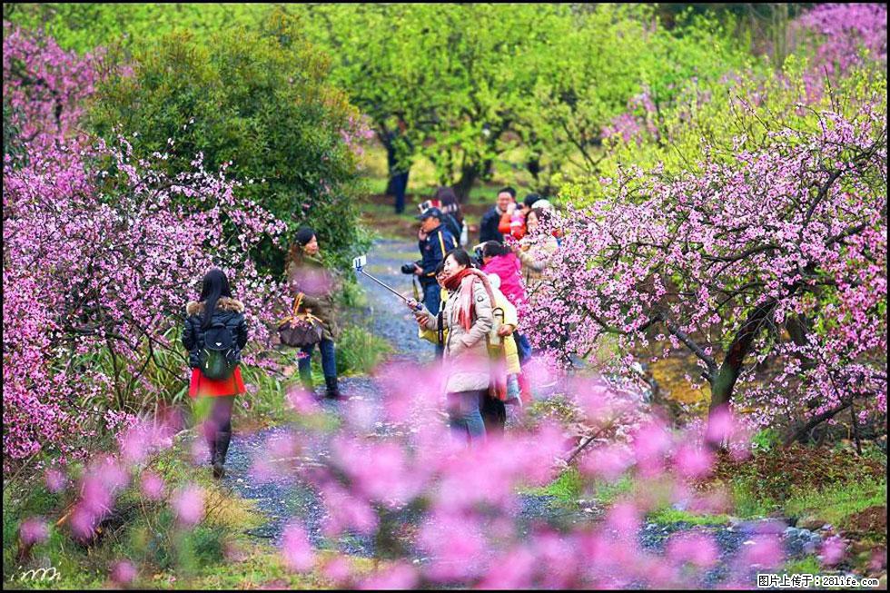 【春天，广西桂林灌阳县向您发出邀请！】官庄村有个醉美的桃花园 - 游山玩水 - 甘孜生活社区 - 甘孜28生活网 ganzi.28life.net