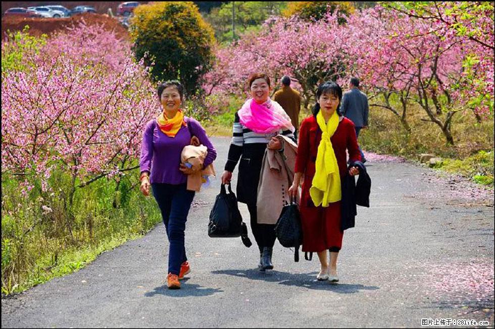 【春天，广西桂林灌阳县向您发出邀请！】官庄村有个醉美的桃花园 - 游山玩水 - 甘孜生活社区 - 甘孜28生活网 ganzi.28life.net