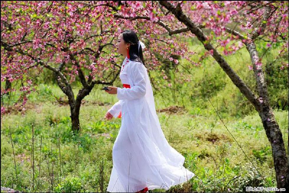 【春天，广西桂林灌阳县向您发出邀请！】官庄村有个醉美的桃花园 - 游山玩水 - 甘孜生活社区 - 甘孜28生活网 ganzi.28life.net