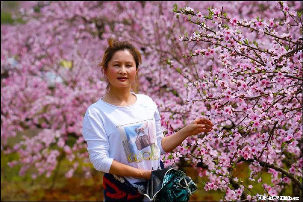 【春天，广西桂林灌阳县向您发出邀请！】官庄村有个醉美的桃花园 - 游山玩水 - 甘孜生活社区 - 甘孜28生活网 ganzi.28life.net