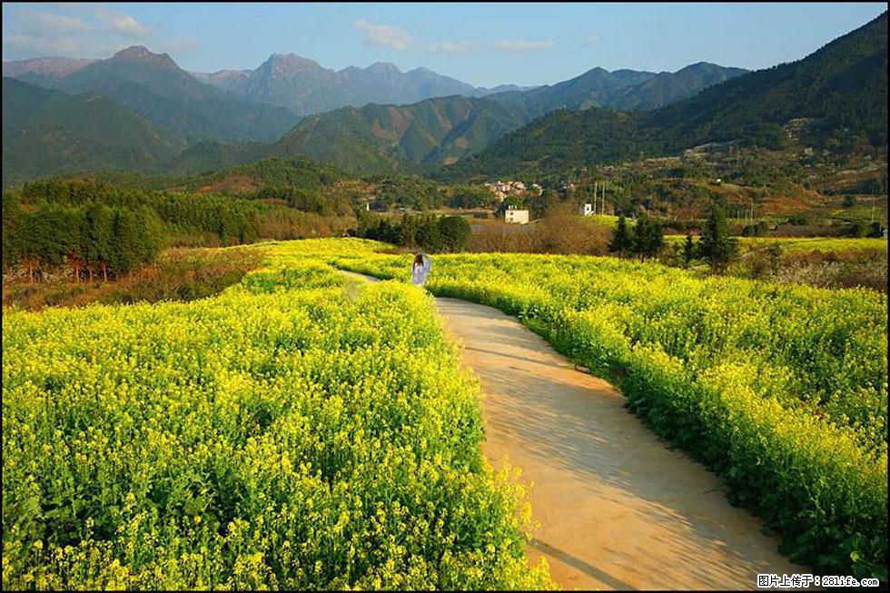 【春天，广西桂林灌阳县向您发出邀请！】长坪村油菜盛情花开 - 游山玩水 - 甘孜生活社区 - 甘孜28生活网 ganzi.28life.net