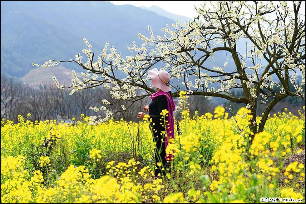 【春天，广西桂林灌阳县向您发出邀请！】长坪村油菜盛情花开 - 游山玩水 - 甘孜生活社区 - 甘孜28生活网 ganzi.28life.net