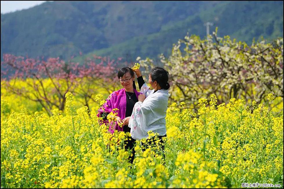 【春天，广西桂林灌阳县向您发出邀请！】长坪村油菜盛情花开 - 游山玩水 - 甘孜生活社区 - 甘孜28生活网 ganzi.28life.net