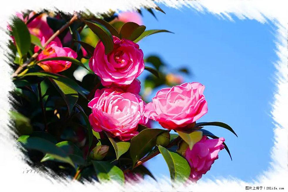 【春天，广西桂林灌阳县向您发出邀请！】杨柳井茶花惹人爱 - 游山玩水 - 甘孜生活社区 - 甘孜28生活网 ganzi.28life.net