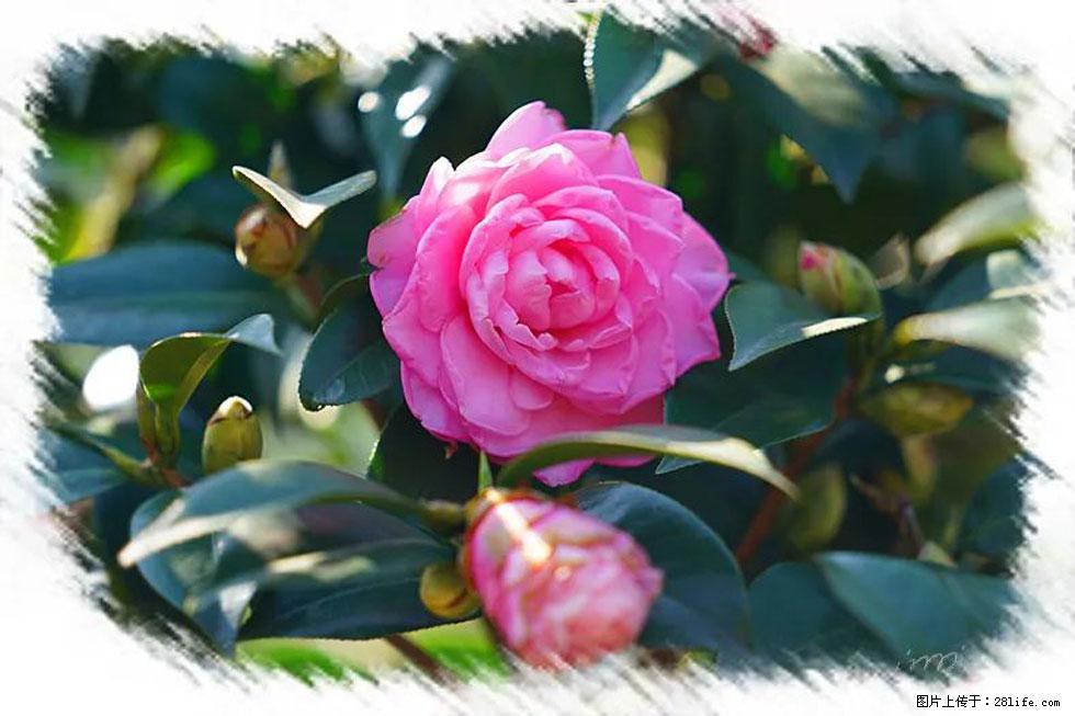 【春天，广西桂林灌阳县向您发出邀请！】杨柳井茶花惹人爱 - 游山玩水 - 甘孜生活社区 - 甘孜28生活网 ganzi.28life.net
