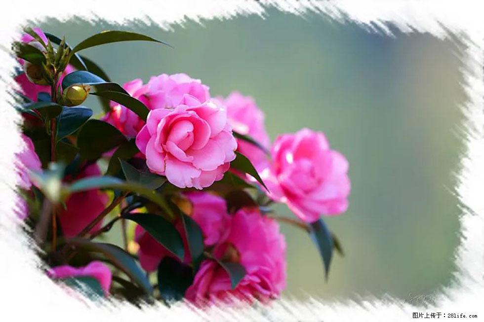 【春天，广西桂林灌阳县向您发出邀请！】杨柳井茶花惹人爱 - 游山玩水 - 甘孜生活社区 - 甘孜28生活网 ganzi.28life.net