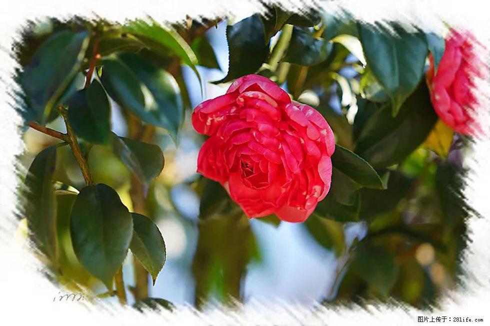 【春天，广西桂林灌阳县向您发出邀请！】杨柳井茶花惹人爱 - 游山玩水 - 甘孜生活社区 - 甘孜28生活网 ganzi.28life.net