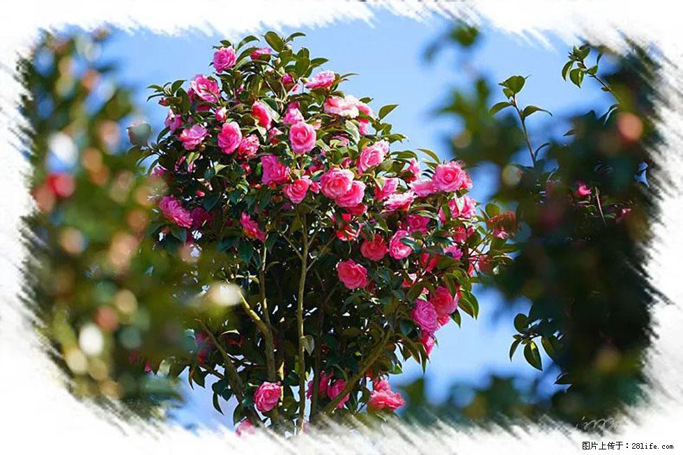 【春天，广西桂林灌阳县向您发出邀请！】杨柳井茶花惹人爱 - 游山玩水 - 甘孜生活社区 - 甘孜28生活网 ganzi.28life.net