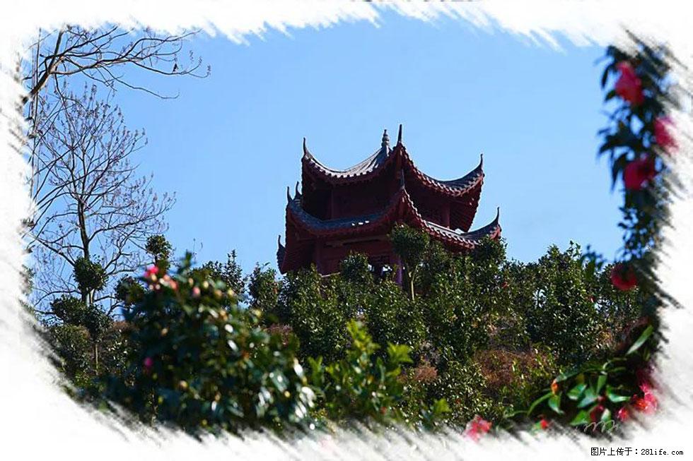 【春天，广西桂林灌阳县向您发出邀请！】杨柳井茶花惹人爱 - 游山玩水 - 甘孜生活社区 - 甘孜28生活网 ganzi.28life.net
