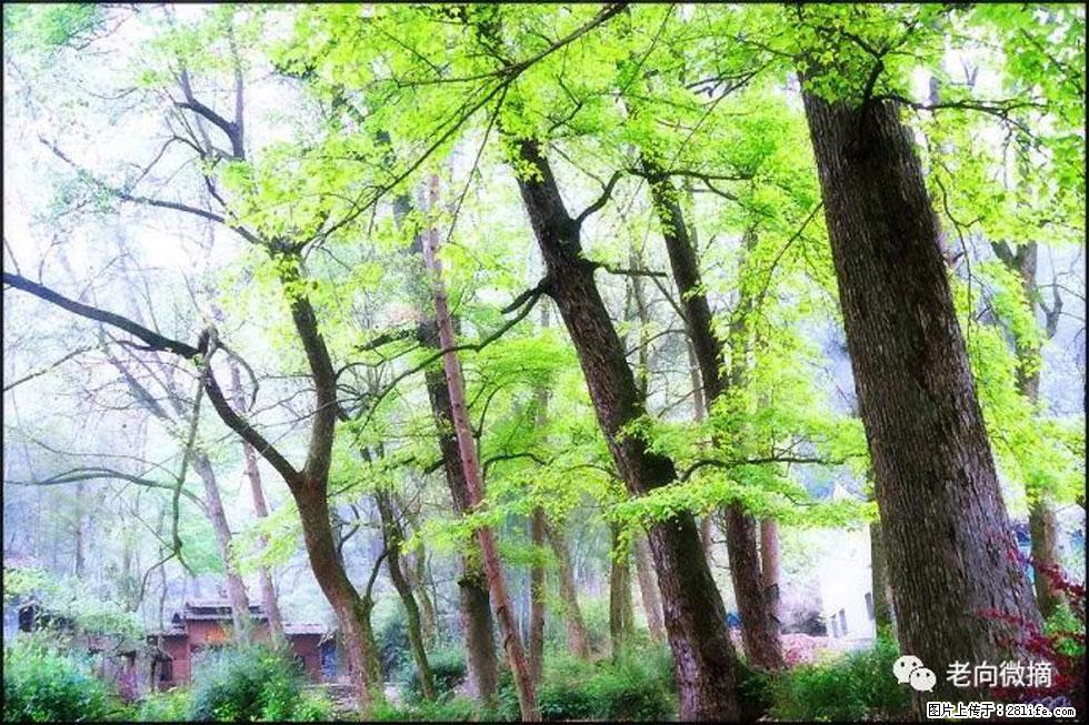 【春天，广西桂林灌阳县向您发出邀请！】在小龙村与春天约会 - 游山玩水 - 甘孜生活社区 - 甘孜28生活网 ganzi.28life.net