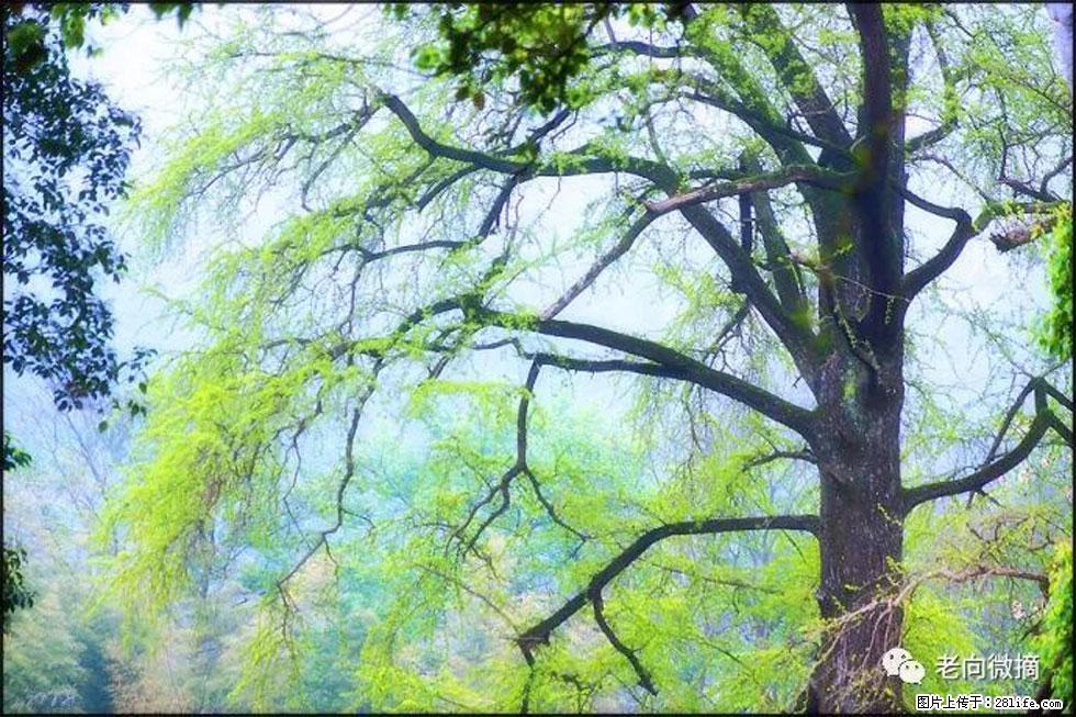 【春天，广西桂林灌阳县向您发出邀请！】在小龙村与春天约会 - 游山玩水 - 甘孜生活社区 - 甘孜28生活网 ganzi.28life.net