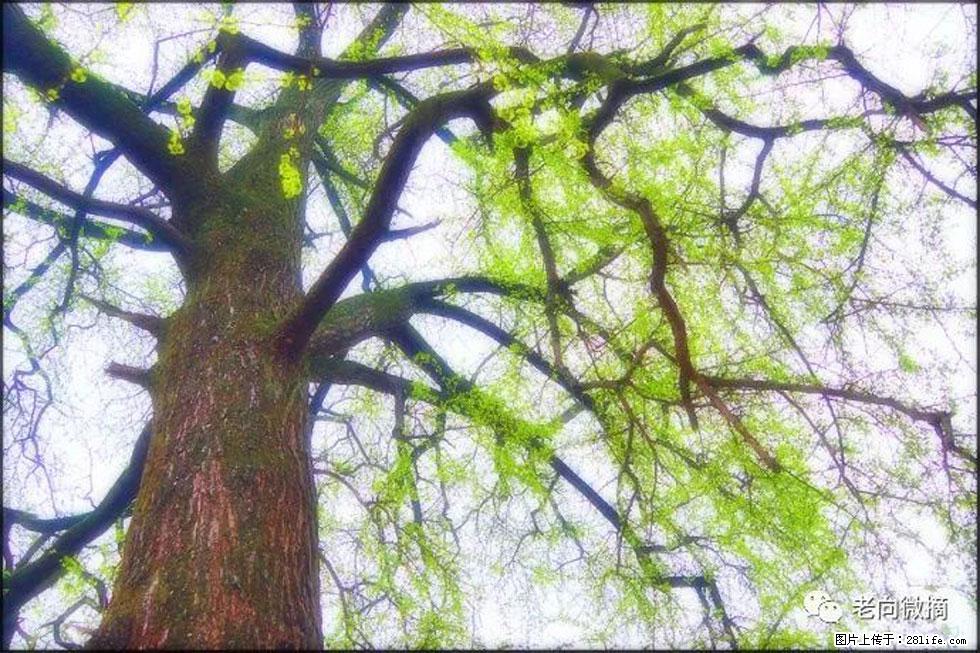 【春天，广西桂林灌阳县向您发出邀请！】在小龙村与春天约会 - 游山玩水 - 甘孜生活社区 - 甘孜28生活网 ganzi.28life.net