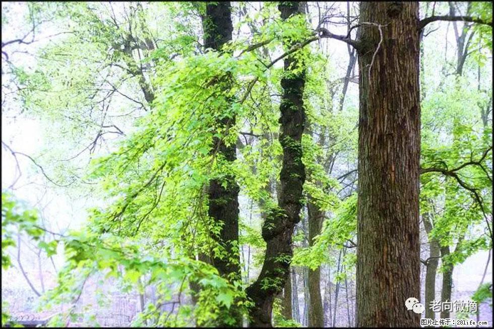 【春天，广西桂林灌阳县向您发出邀请！】在小龙村与春天约会 - 游山玩水 - 甘孜生活社区 - 甘孜28生活网 ganzi.28life.net