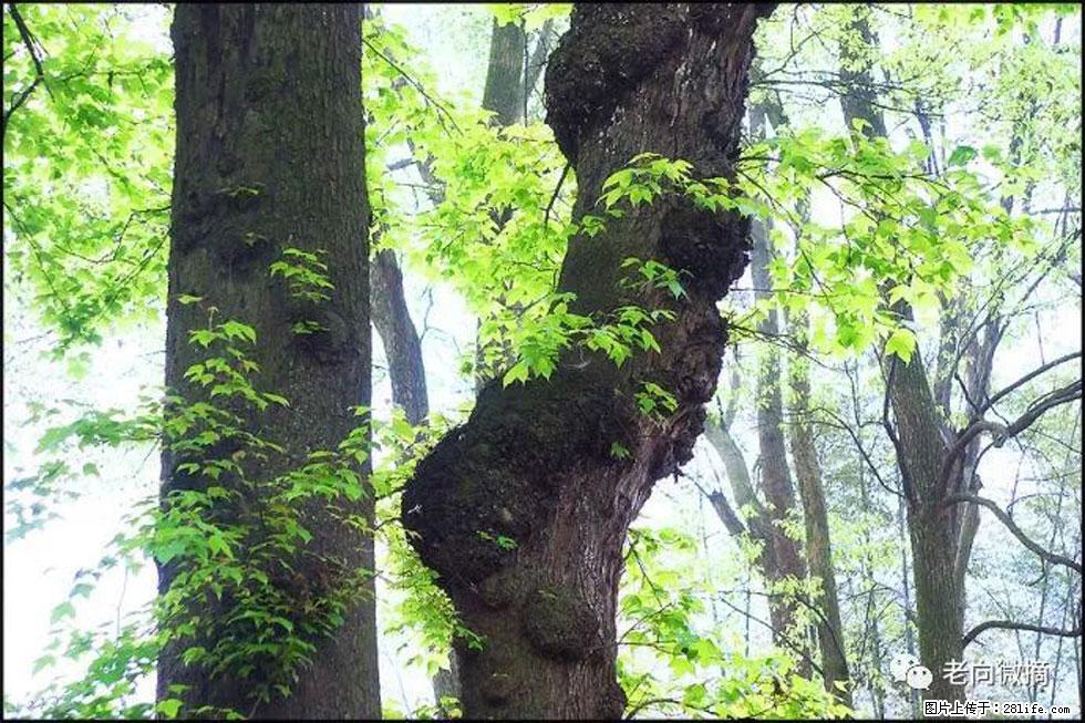 【春天，广西桂林灌阳县向您发出邀请！】在小龙村与春天约会 - 游山玩水 - 甘孜生活社区 - 甘孜28生活网 ganzi.28life.net