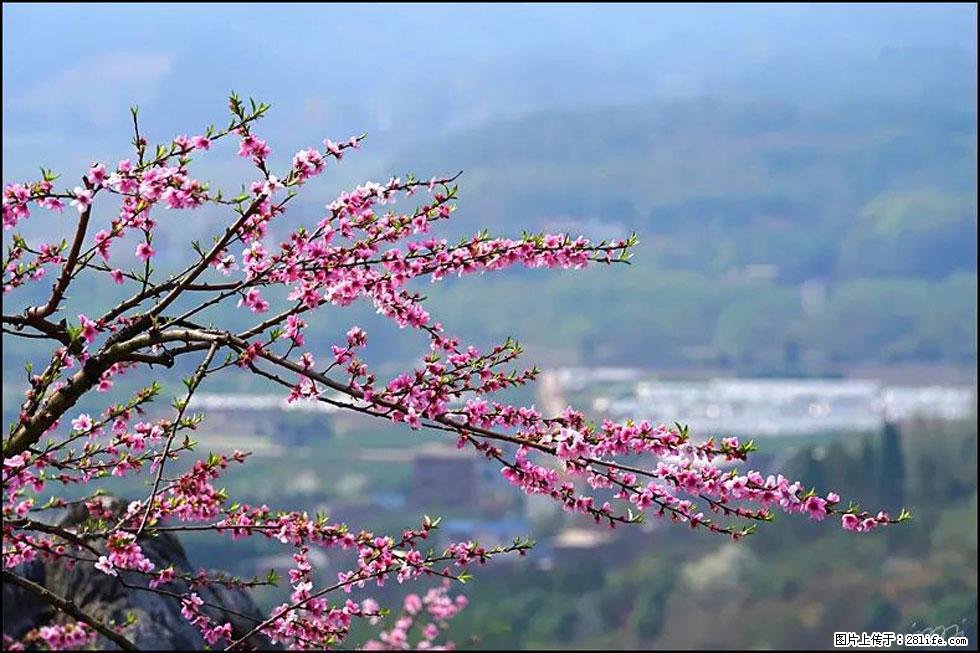 【春天，广西桂林灌阳县向您发出邀请！】望月岭上桃花开 - 游山玩水 - 甘孜生活社区 - 甘孜28生活网 ganzi.28life.net