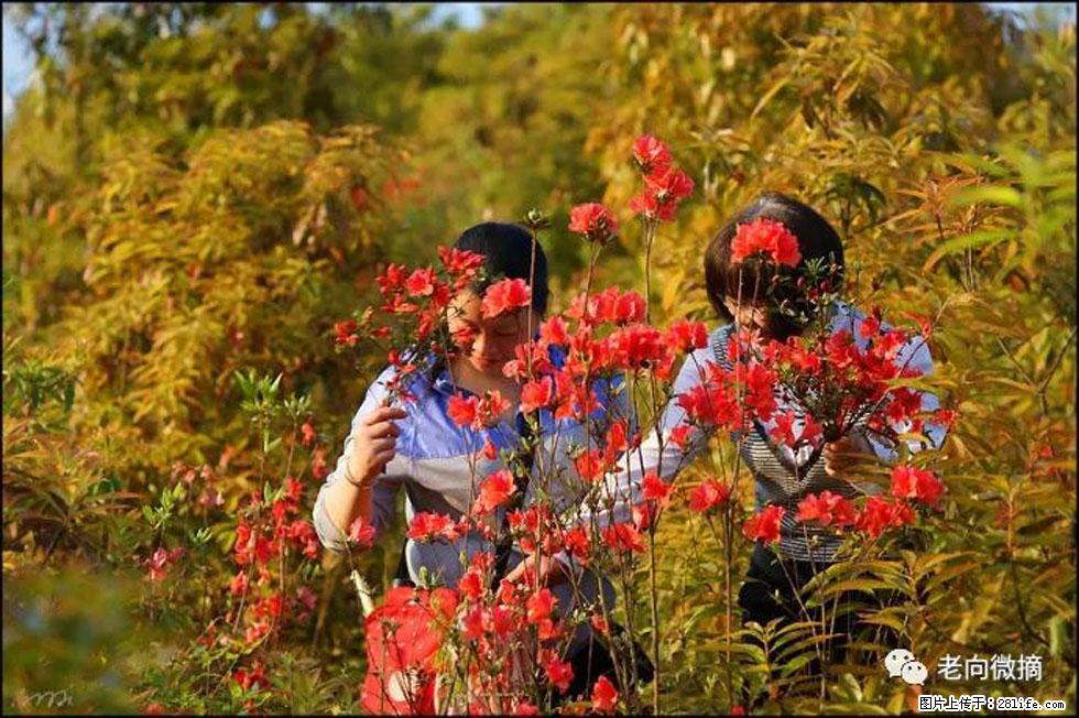 【春天，广西桂林灌阳县向您发出邀请！】登麒麟山，相约映山红 - 游山玩水 - 甘孜生活社区 - 甘孜28生活网 ganzi.28life.net