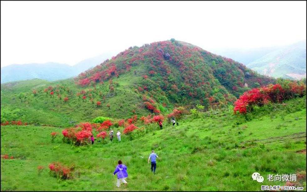 【春天，广西桂林灌阳县向您发出邀请！】宝盖山上映山红 - 游山玩水 - 甘孜生活社区 - 甘孜28生活网 ganzi.28life.net
