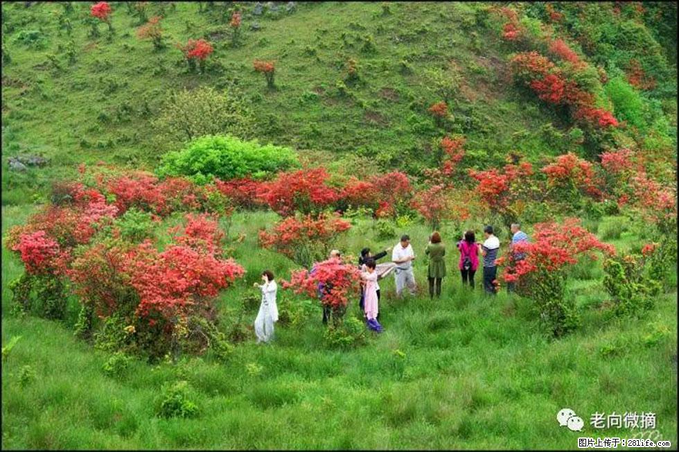 【春天，广西桂林灌阳县向您发出邀请！】宝盖山上映山红 - 游山玩水 - 甘孜生活社区 - 甘孜28生活网 ganzi.28life.net