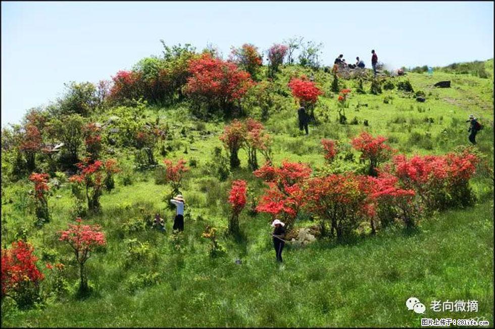 【春天，广西桂林灌阳县向您发出邀请！】宝盖山上映山红 - 游山玩水 - 甘孜生活社区 - 甘孜28生活网 ganzi.28life.net