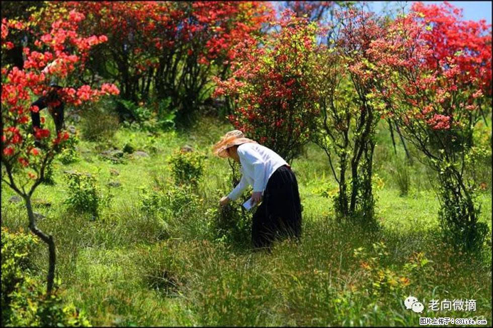 【春天，广西桂林灌阳县向您发出邀请！】宝盖山上映山红 - 游山玩水 - 甘孜生活社区 - 甘孜28生活网 ganzi.28life.net