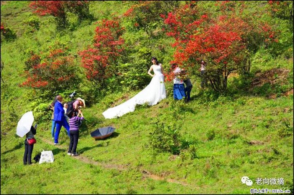 【春天，广西桂林灌阳县向您发出邀请！】宝盖山上映山红 - 游山玩水 - 甘孜生活社区 - 甘孜28生活网 ganzi.28life.net