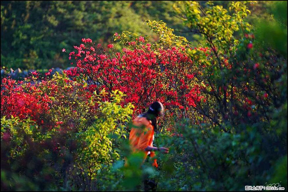 【春天，广西桂林灌阳县向您发出邀请！】春木界上映山红 - 游山玩水 - 甘孜生活社区 - 甘孜28生活网 ganzi.28life.net