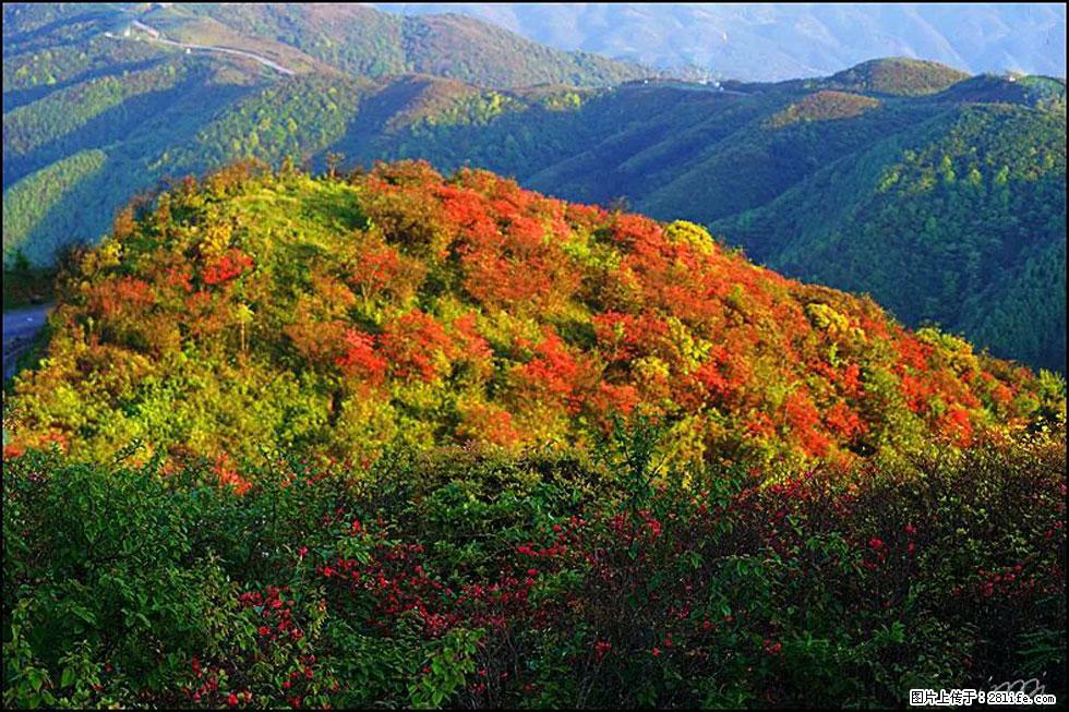 【春天，广西桂林灌阳县向您发出邀请！】春木界上映山红 - 游山玩水 - 甘孜生活社区 - 甘孜28生活网 ganzi.28life.net
