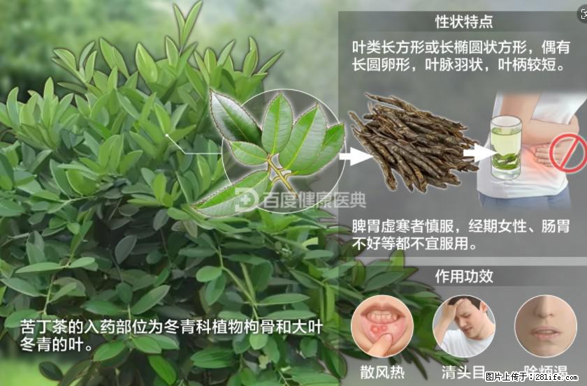 苦丁茶有哪些功效和作用 - 生活百科 - 甘孜生活社区 - 甘孜28生活网 ganzi.28life.net