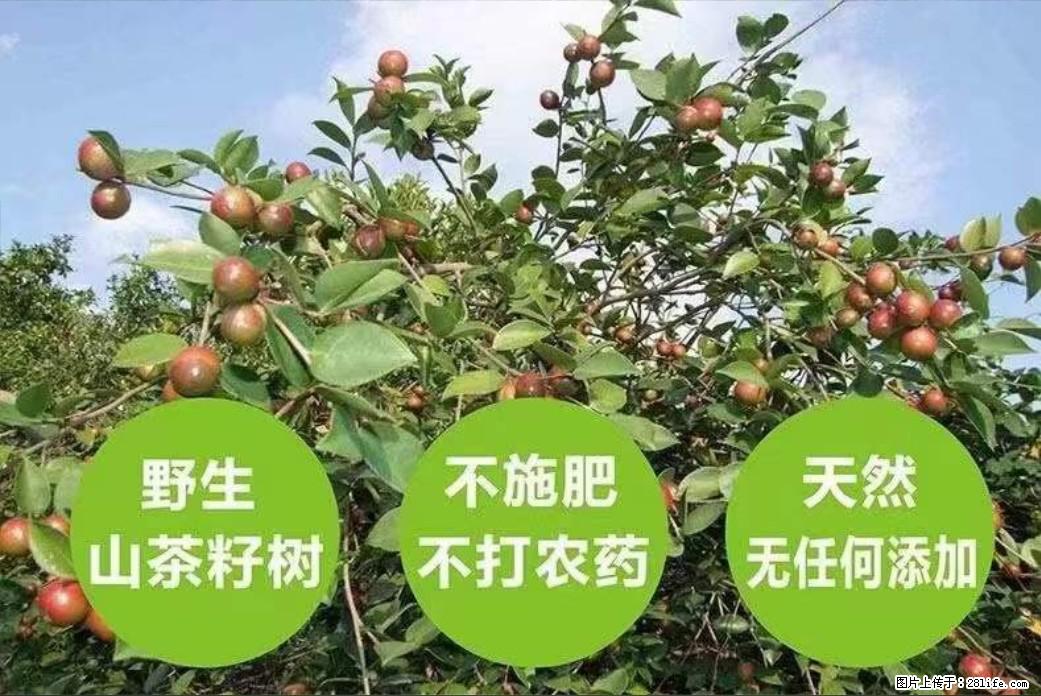 【灌阳县油茶产业示范区】一个有着充实的精神生活的人，对待身外之物自会有一种淡泊的态度 - 美食天地 - 甘孜生活社区 - 甘孜28生活网 ganzi.28life.net