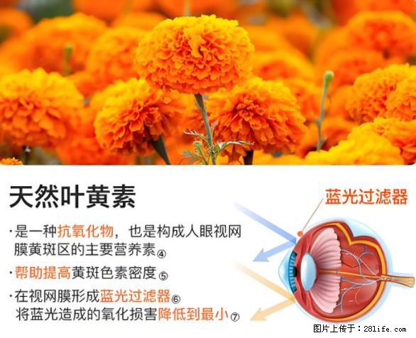 叶黄素有什么功效和作用 - 生活百科 - 甘孜生活社区 - 甘孜28生活网 ganzi.28life.net