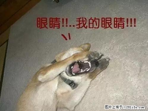 笑癫了！一女的怀孕三年未生，他终于忍不住了... - 娱乐八卦 - 甘孜生活社区 - 甘孜28生活网 ganzi.28life.net