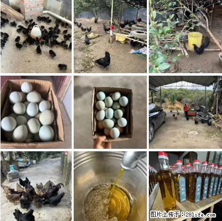 油茶园从小鸡仔开始养起的纯土鸡、土鸡蛋可以预定啦！还有前几天刚榨的纯山茶油哦 - 美食天地 - 甘孜生活社区 - 甘孜28生活网 ganzi.28life.net