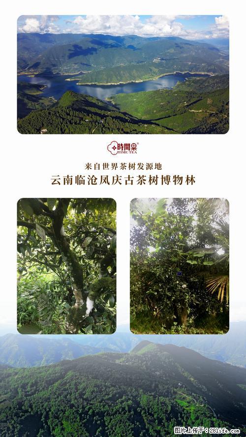 时间果百年古树2025年春红茶 - 购物交流 - 甘孜生活社区 - 甘孜28生活网 ganzi.28life.net