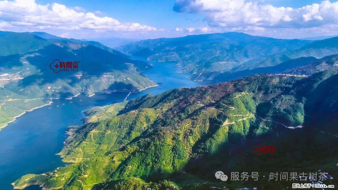 时间果百年古树龙珠普洱生茶 - 购物交流 - 甘孜生活社区 - 甘孜28生活网 ganzi.28life.net