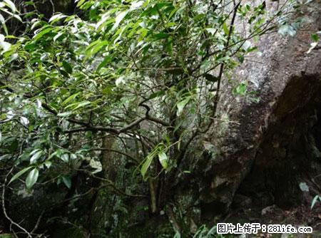 平乐石崖茶，珍贵仅次于金花茶 - 甘孜生活资讯 - 甘孜28生活网 ganzi.28life.net