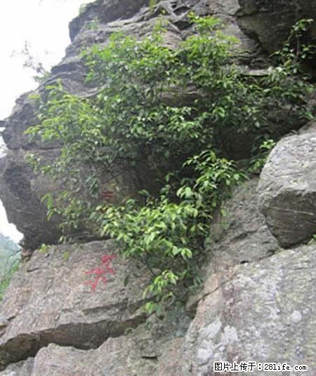 平乐石崖茶，珍贵仅次于金花茶 - 甘孜生活资讯 - 甘孜28生活网 ganzi.28life.net